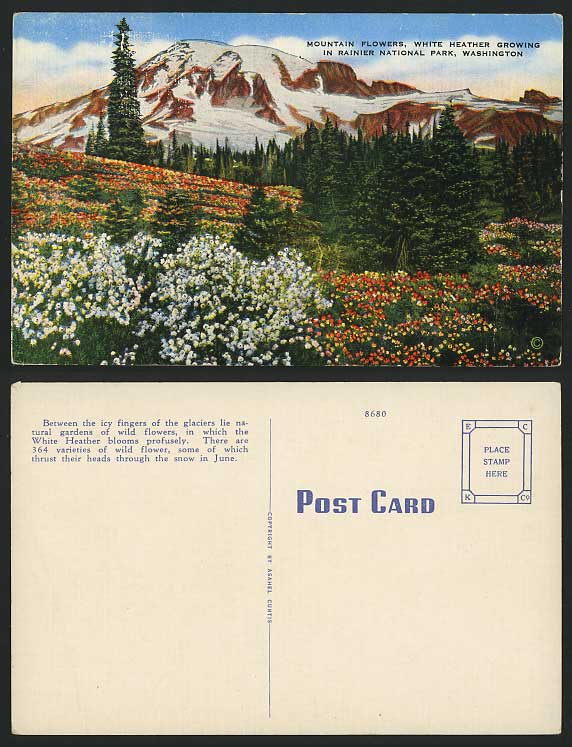 Washington Old Postcard Rainier National Park - HEATHER