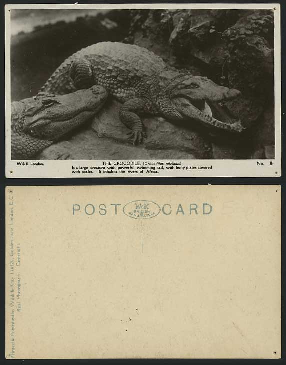 CROCODILE Inhabits Rivers of Africa Animal Old Postcard