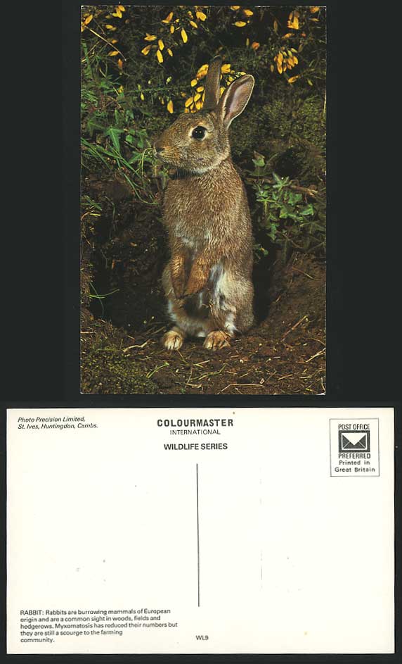 RABBIT Animal Myxomatosis St Ives Early Colour Postcard
