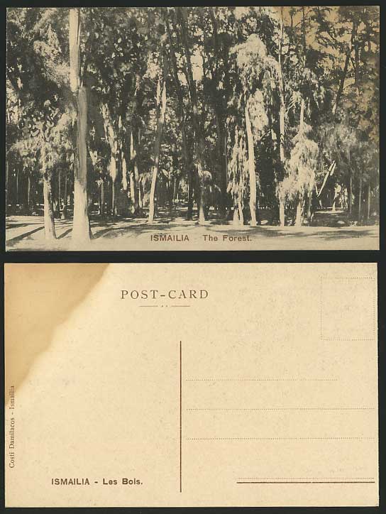 Egypt Old Sepia Postcard ISMAILIA - Les Bois - Woods The Forest Trees