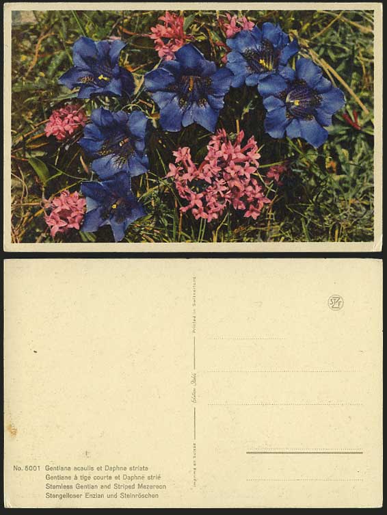 Flowers STEMLESS GENTIAN, Striped Mezereon Old Postcard