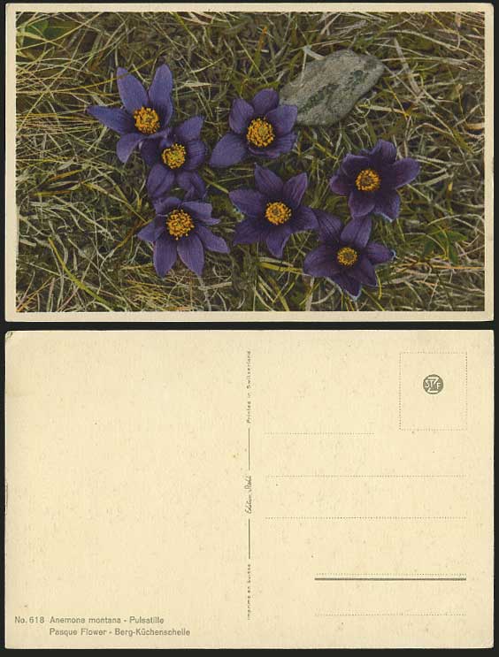 PASQUE FLOWER - Pulsatille Anemone Montana Old Postcard
