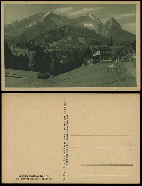 Gschwandtnerbauer bei Partenkirchen CATTLE Old Postcard
