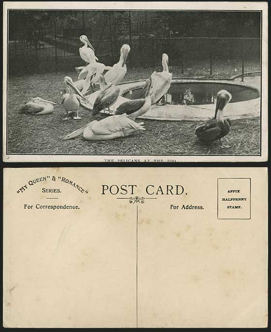 PELICANS Birds at ZOO Old Postcard - Zoological Gardens
