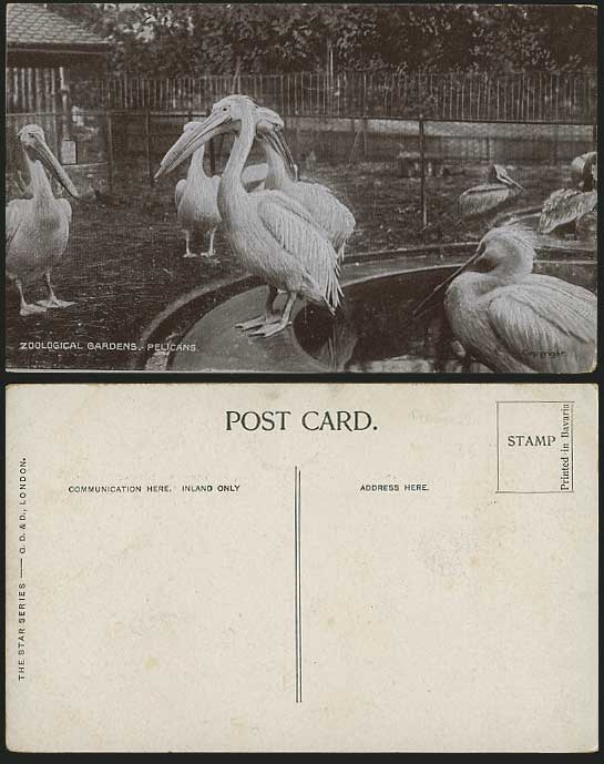 PELICANS Birds PELICAN Old Postcard Zoological Gardens
