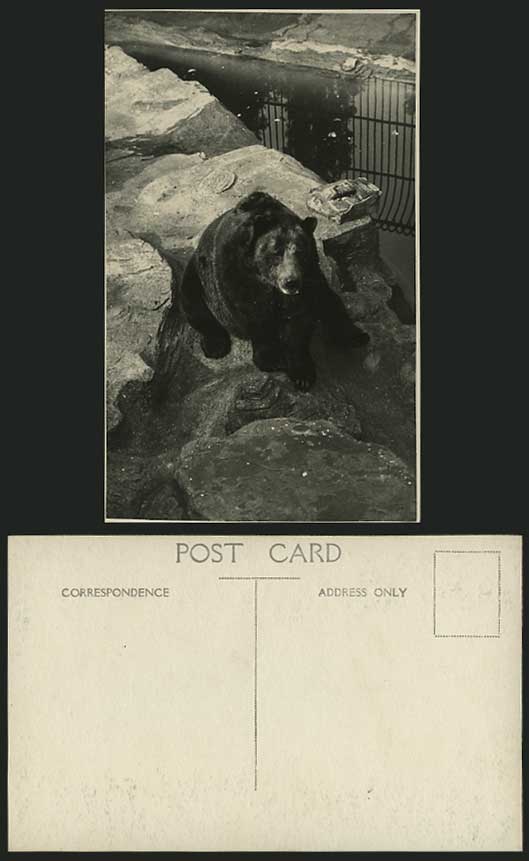 BEAR on Rocks - Zoo Animal Old Real Photograph Postcard