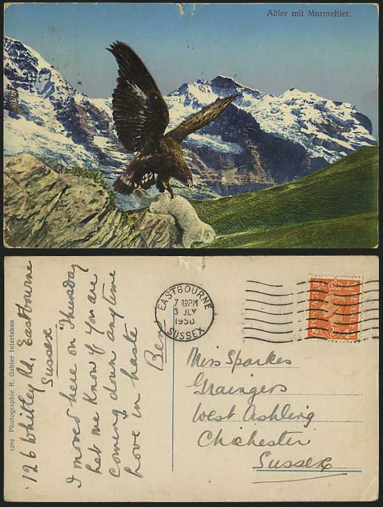 EAGLE Hunting Murmeltier Marmot 1950 Old Swiss Postcard