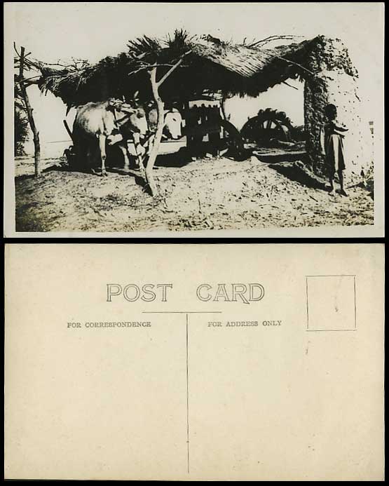 Egypt Old RP Postcard Cattle Coconut Wheel Native Child