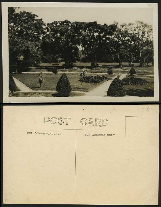 Egypt Old Real Photo Postcard Gardens Garden Park Trees