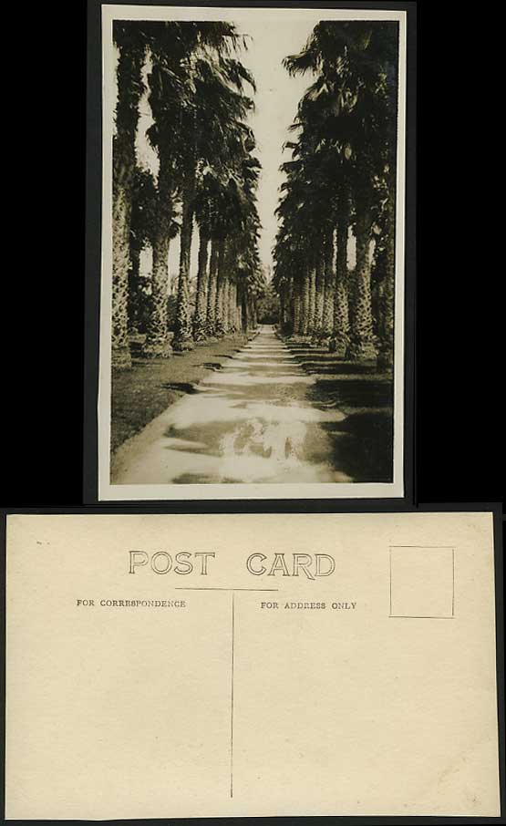 Egypt Old Real Photo Postcard Avenue of Palm Trees Road