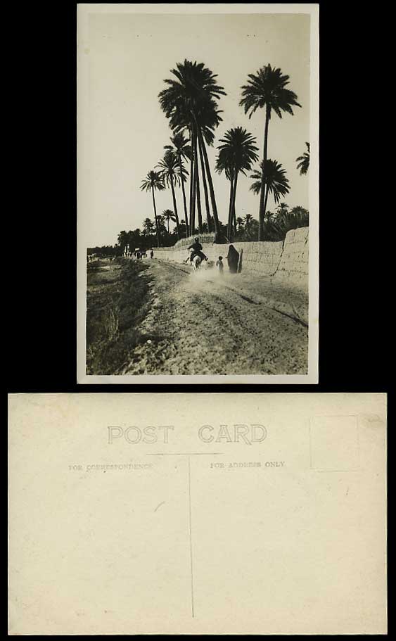 Egypt Old RP Postcard Palm Trees Donkey or Horse Rider