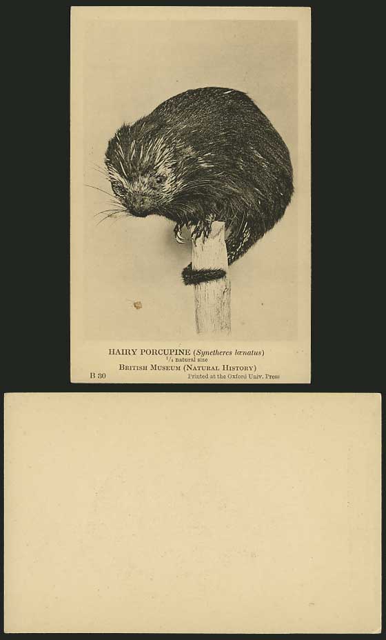 Hairy Porcupine Rodent - GUILL PIG Old Postcard Animals