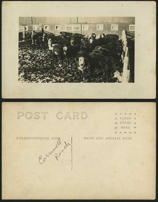 Cornwall Ranch Old Real Photograph Postcard Cow Cattle