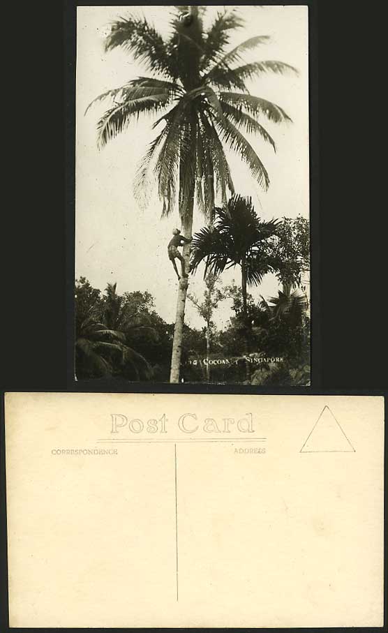 Singapore Old Real Photo Postcard Native Climbing COCOANUT Palm Tree
