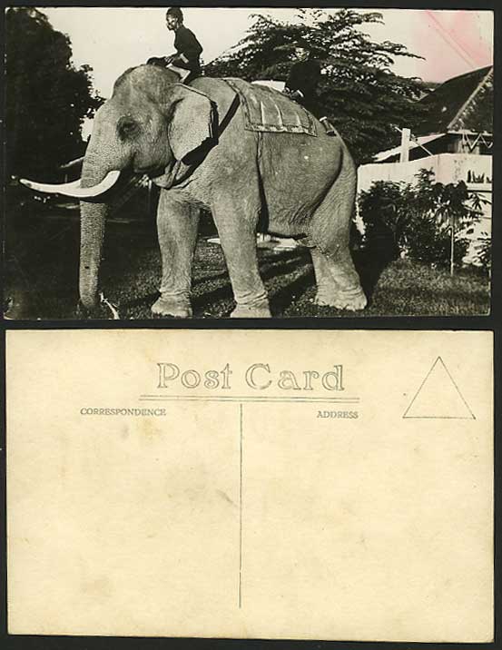 Malaya Old R.P. Postcard Native Man ELEPHANT with TUSKS