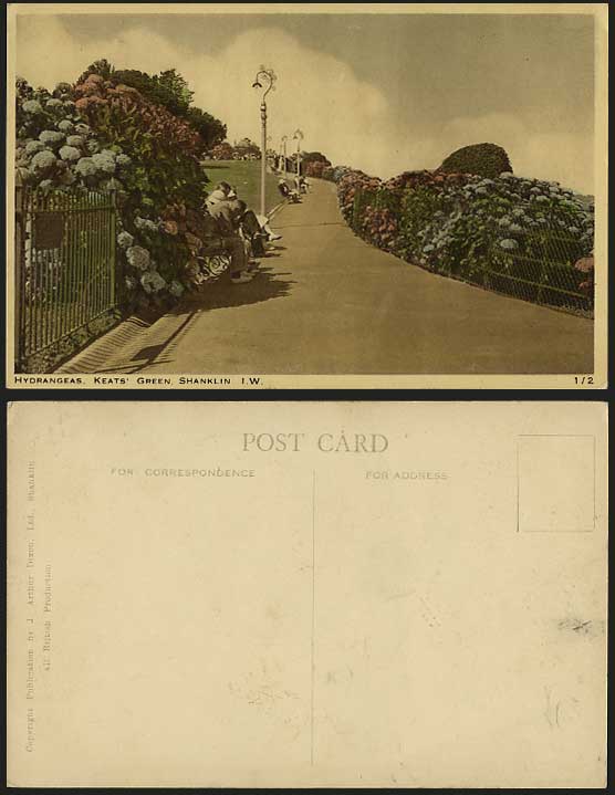 IW SHANKLIN Old Postcard KEATS' GREEN Hydrangeas Flower