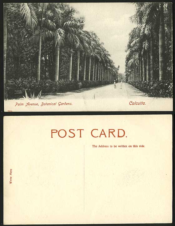 India Old Postcard Calcutta Botanic Gardens PALM AVENUE