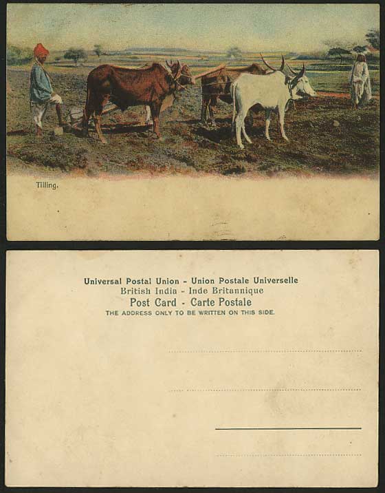 India Old Postcard TILLING Bull Cattle Ploughing Fields