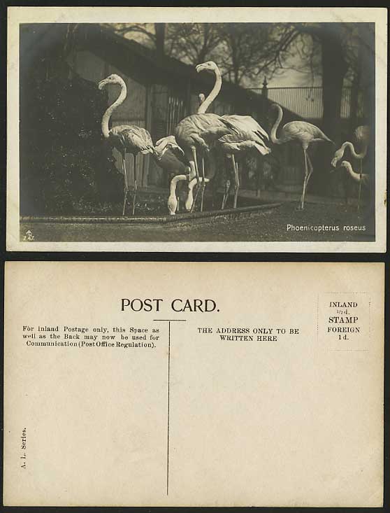 Gt. FLAMINGOS Birds Phoenicopterus Roseus Old Postcard