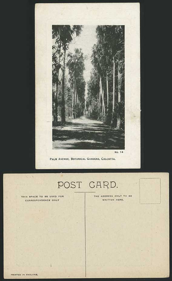 CALCUTTA Old Postcard Botanical Gardens Palm Avenue 14.