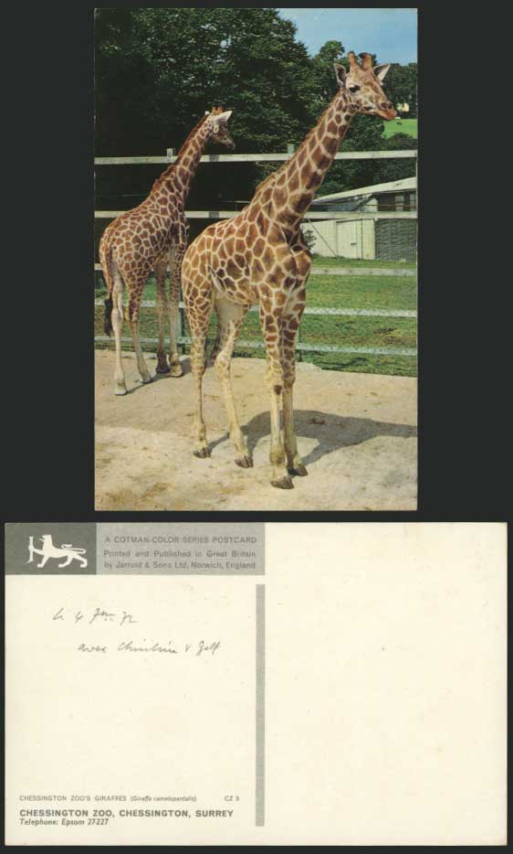 Giraffe, Chessington Zoo's Giraffes Surrey Old Postcard