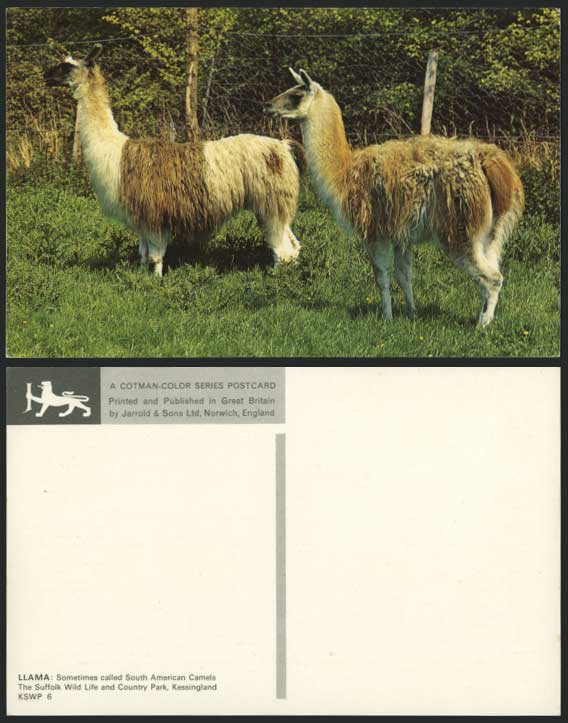 LLAMA Animal South American Camels Suffolk Old Postcard