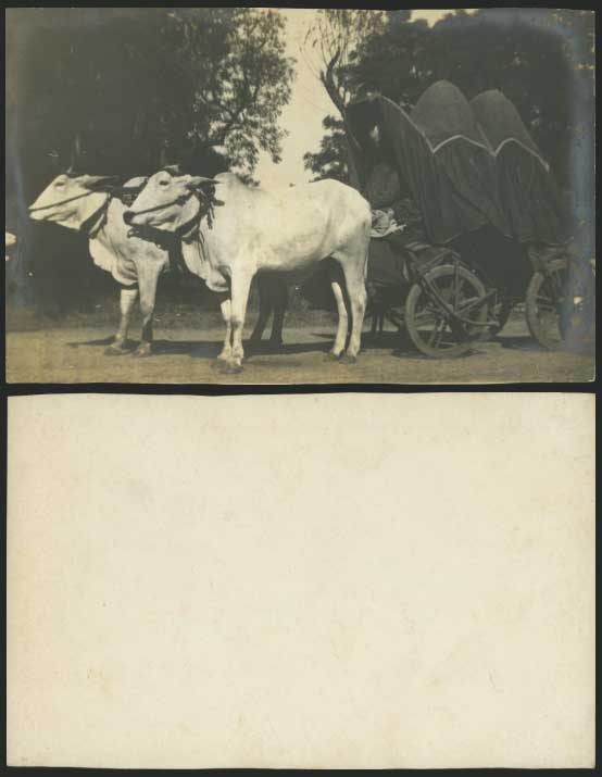 India - Old Real Photo Card Ethnic - Double Bullock Cat