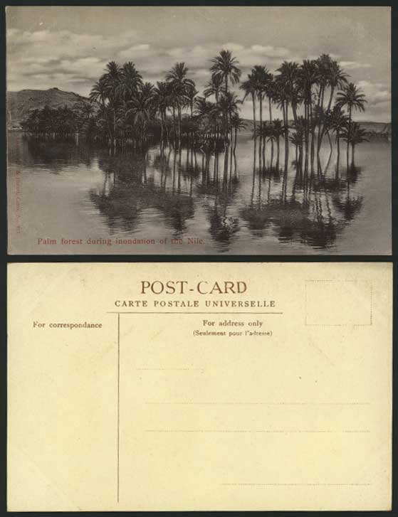 Egypt Old Postcard Palm Forest Inondation of NILE FLOOD