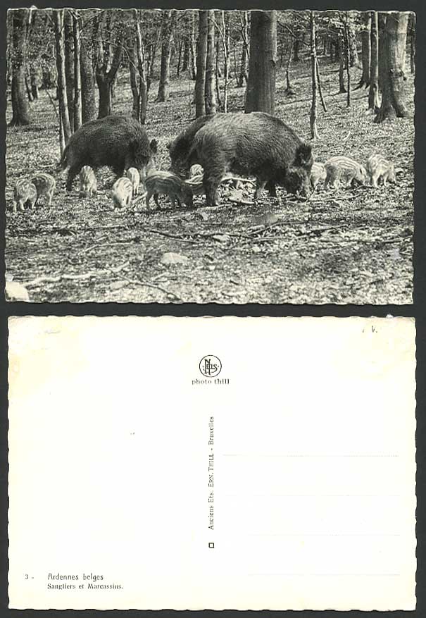 BOAR - Ardennes belges Sangliers et Marcassins Postcard