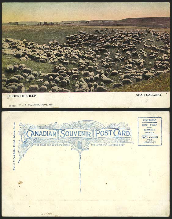 Canada Old Postcard Flock of SHEEP - near CALGARY Alta.