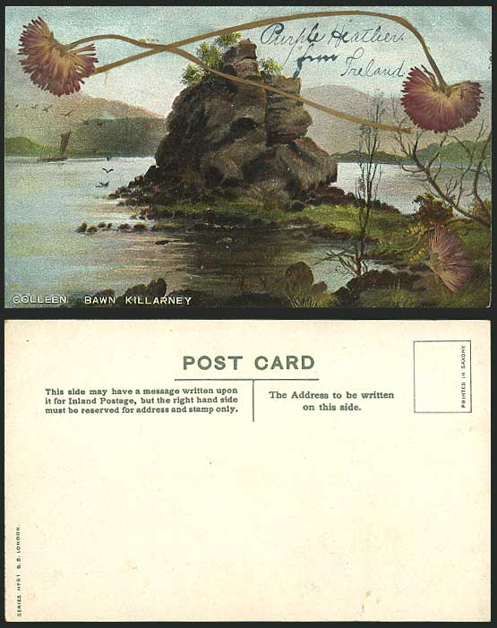 Killarney Old Postcard COLLEEN BAWN ROCK & Dry Flowers