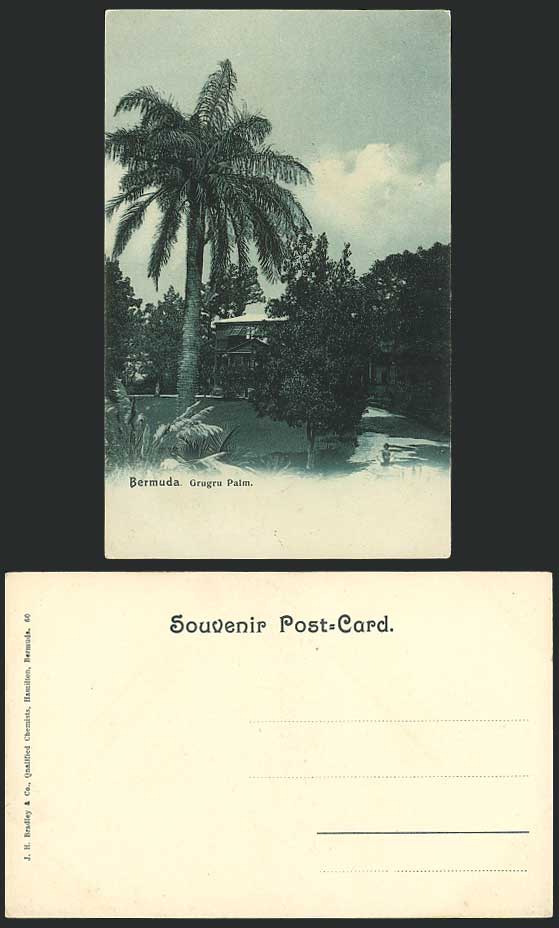 Bermuda Old Postcard THE GRUGRU PALM TREE