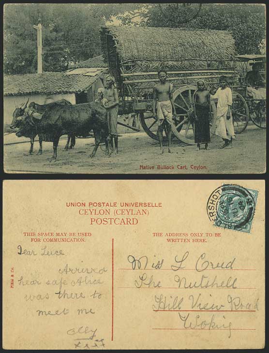Ceylon 1904 Old Postcard Colombo Native Bullock Cart Men Children Boys Cattle