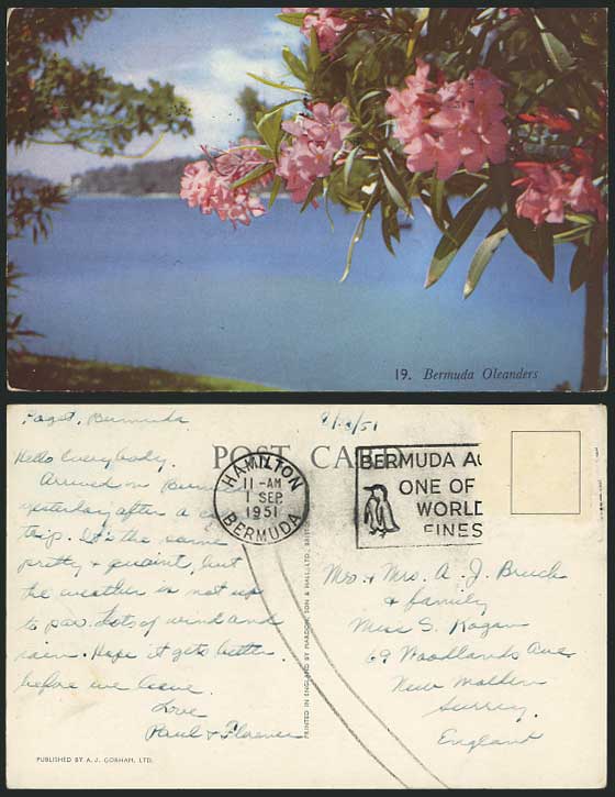 Bermuda 1951 Old Postcard Oleanders Flowers & Panorama