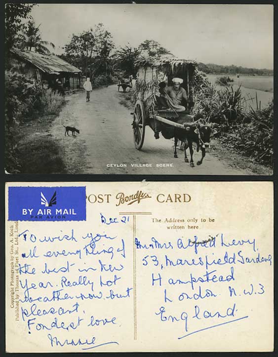 Ceylon Old RP Postcard Village Scene, Cattle Cart & DOG By Air Mail label Airmai