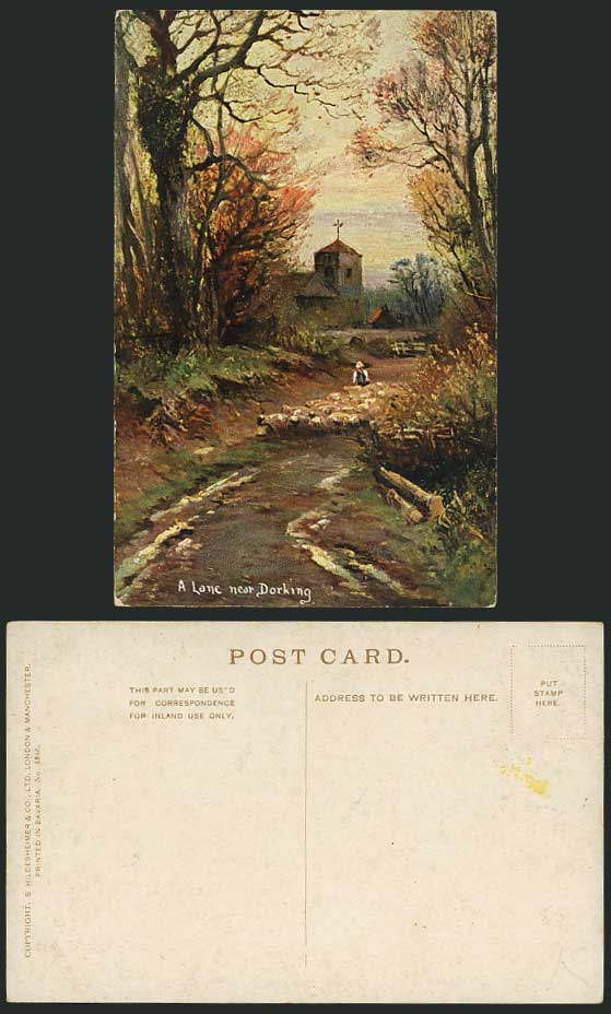 Surrey Artist Drawn Old Colour Postcard Sheep Shepherd, A Lane Near DORKING