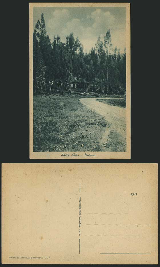 Ethiopia Africa Old Postcard ADDIS ABEBA DINTORNI Trees