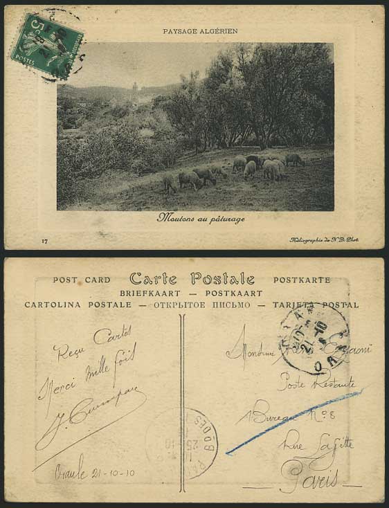 Algeria 1910 Old Postcard - Moutons au Paturage - SHEEP