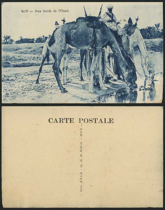 Aux Bords de l'Oued, Camels Drinking Water Old Postcard