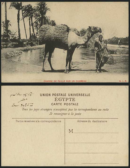 Egypt Old Postcard Charge de Paille Chameau Straw Camel