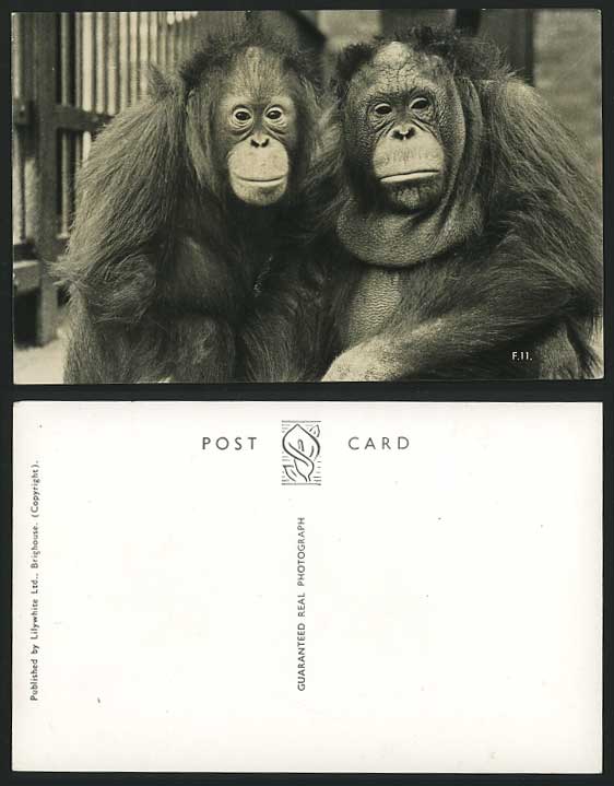 ORANGUTAN - Orang Utang - ZOO ANIMALS Old R.P. Postcard