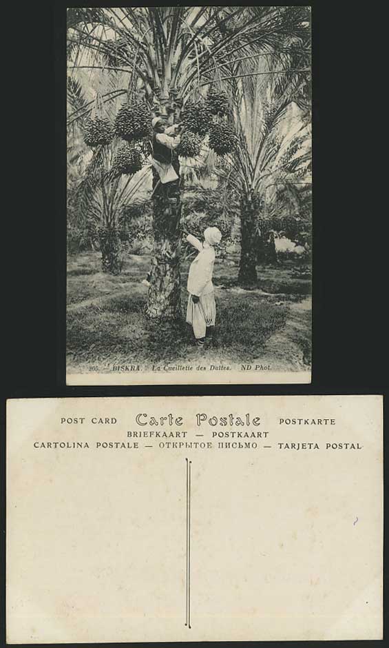 Algeria Biskra Cueillette Dattes, Boy Gather Dates Old Postcard