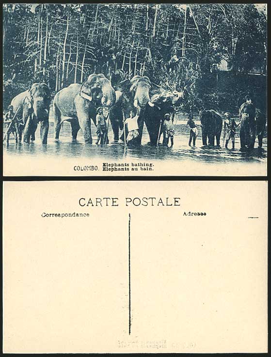 Ceylon Old Postcard Natives & ELEPHANTS BATHING Colombo