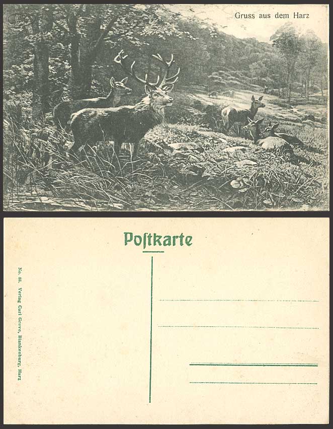 Germany Old Postcard Gruss aus dem HARZ Wood Stags Deer