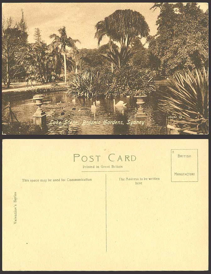 Australia Old Postcard SYDNEY Lake Botanic Gardens SWAN