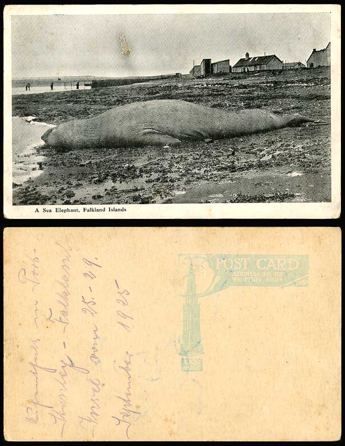 Falkland Islands A SEA ELEPHANT on Beach 1925 Old Postcard Bridge Pier Seaside