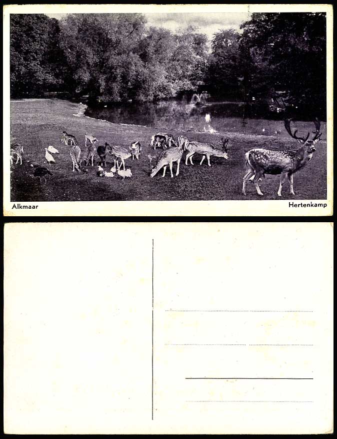 Netherlands Old Postcard ALKMAAR Hertenkamp Birds Deer Baby Fawns Lake Fountain