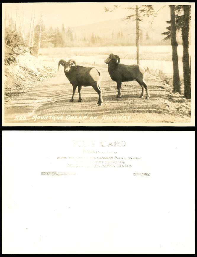 MOUNTAIN SHEEP on HIGHWAY - Canadian Pacific Railway Old Real Photo Postcard 586