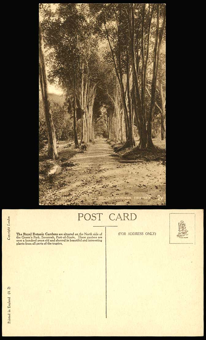 Trinidad Old Postcard BAY TREE AVENUE Royal Botanic Gardens Queens Park Savannah