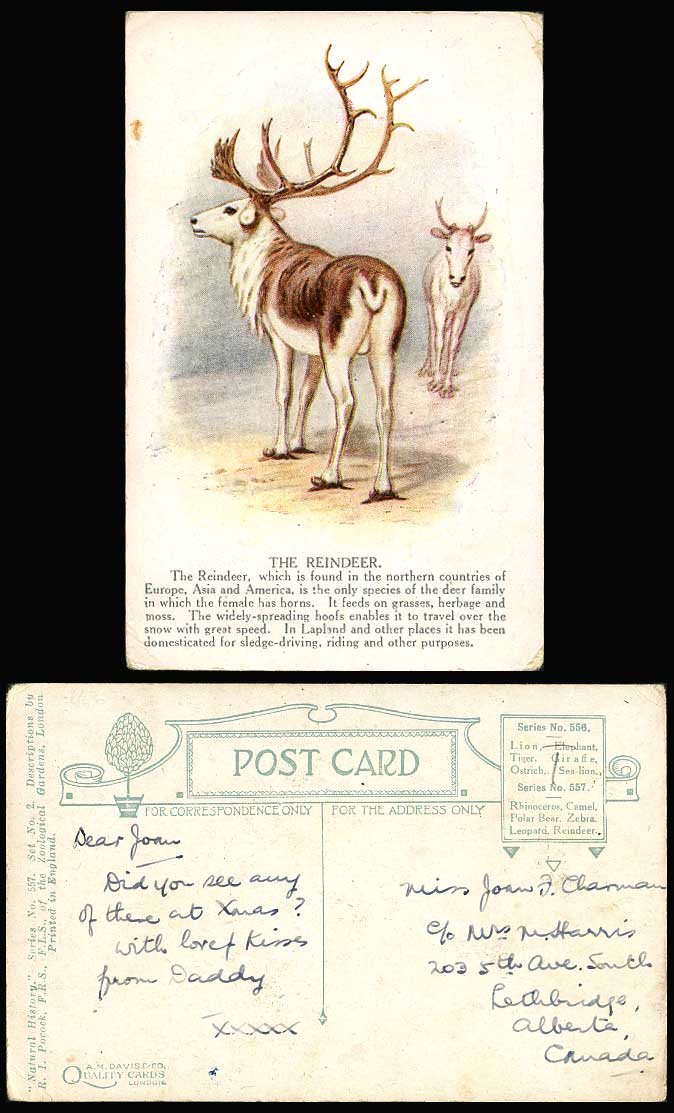 REINDEER Female Deer with Horns Animals Old Artist Drawn Postcard London Zoo ART